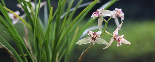 兰花养殖