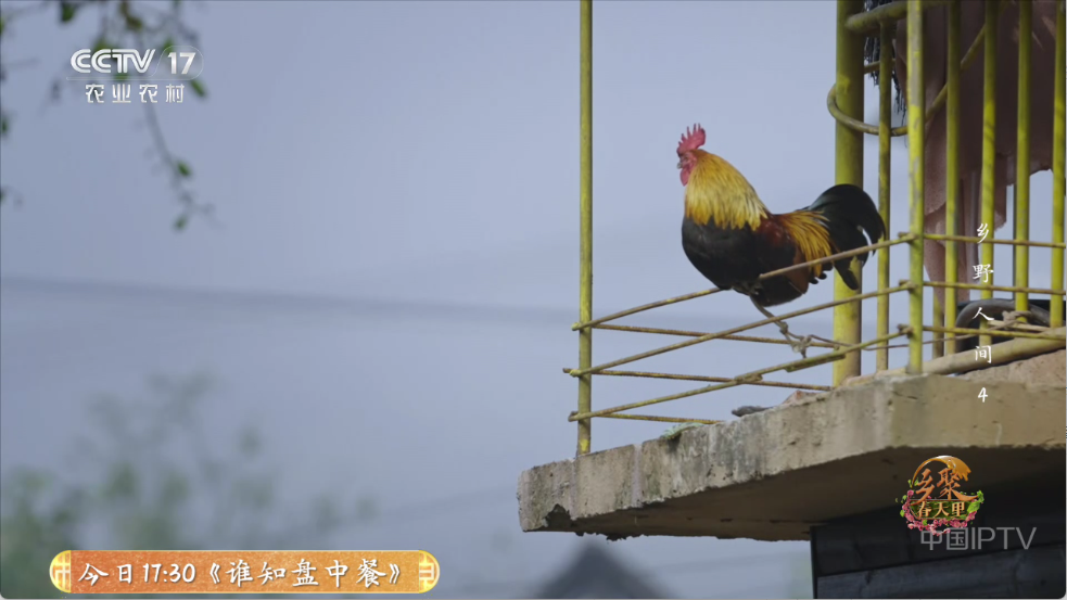 全能看tv